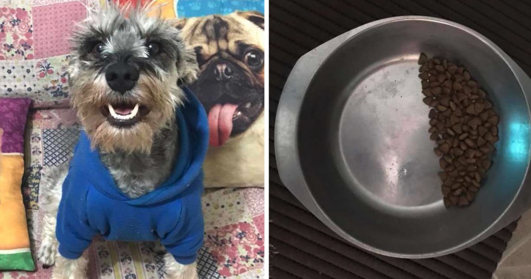 Cachorrinho abandonado passou tanta fome na vida que mesmo depois de resgatado raciona sua própria comida