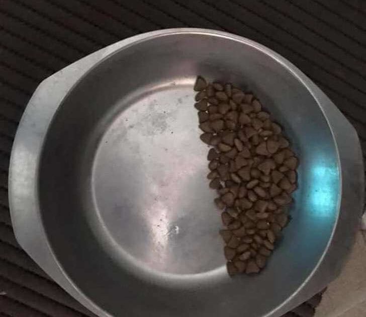 cachorro-resgatado-raciona-a-sua-comida-com-medo-de-passar-fome3