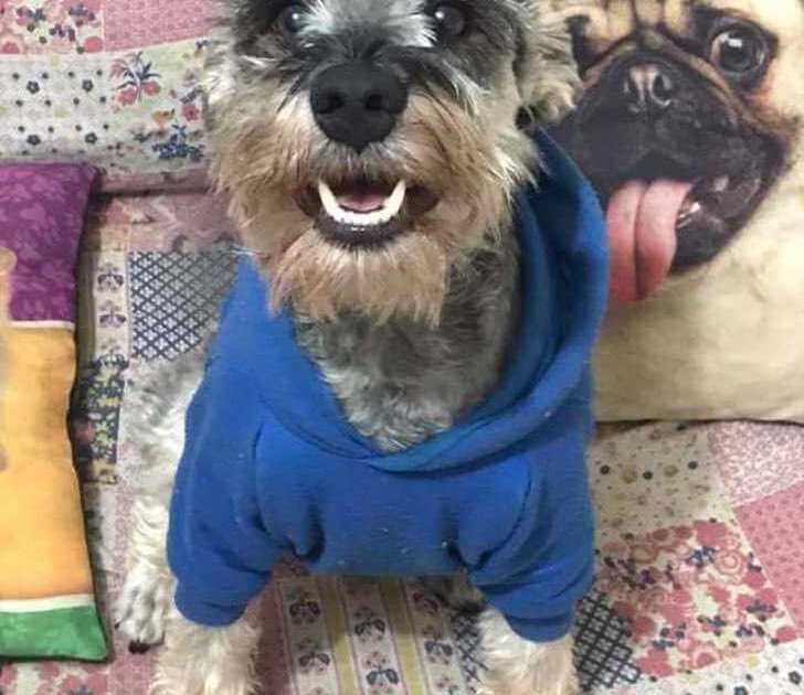 cachorro-resgatado-raciona-a-sua-comida-com-medo-de-passar-fome4