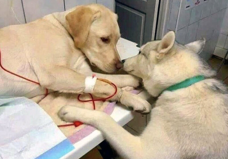 Cão conforta amigo em clínica veterinária e foto viraliza