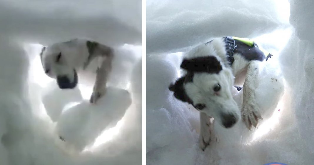 Cão de resgate de montanha heroico salva pessoas enterradas profundamente sob a neve