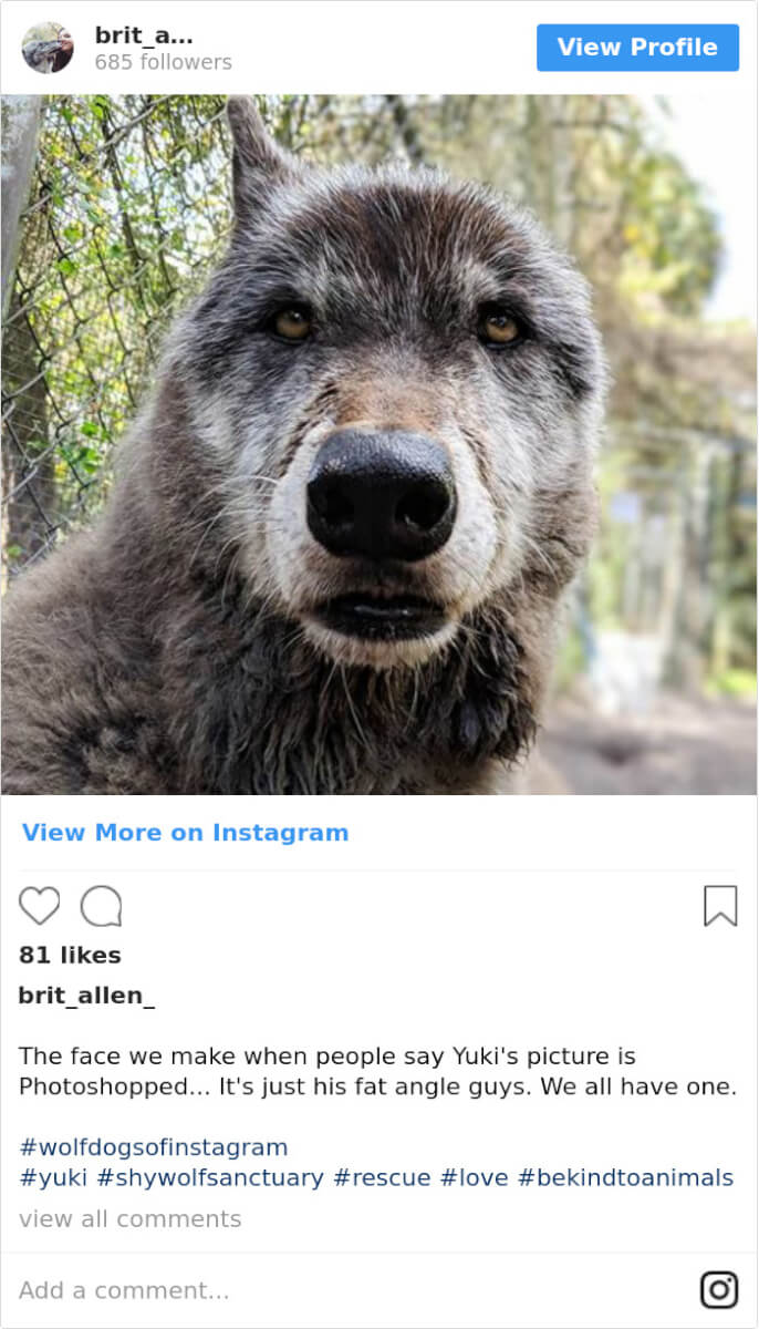 seuamigoguru.com - Um lobo com atitudes de cachorro escapou da morte ao ser resgatado, mas não do câncer terminal que foi descoberto tempos depois.