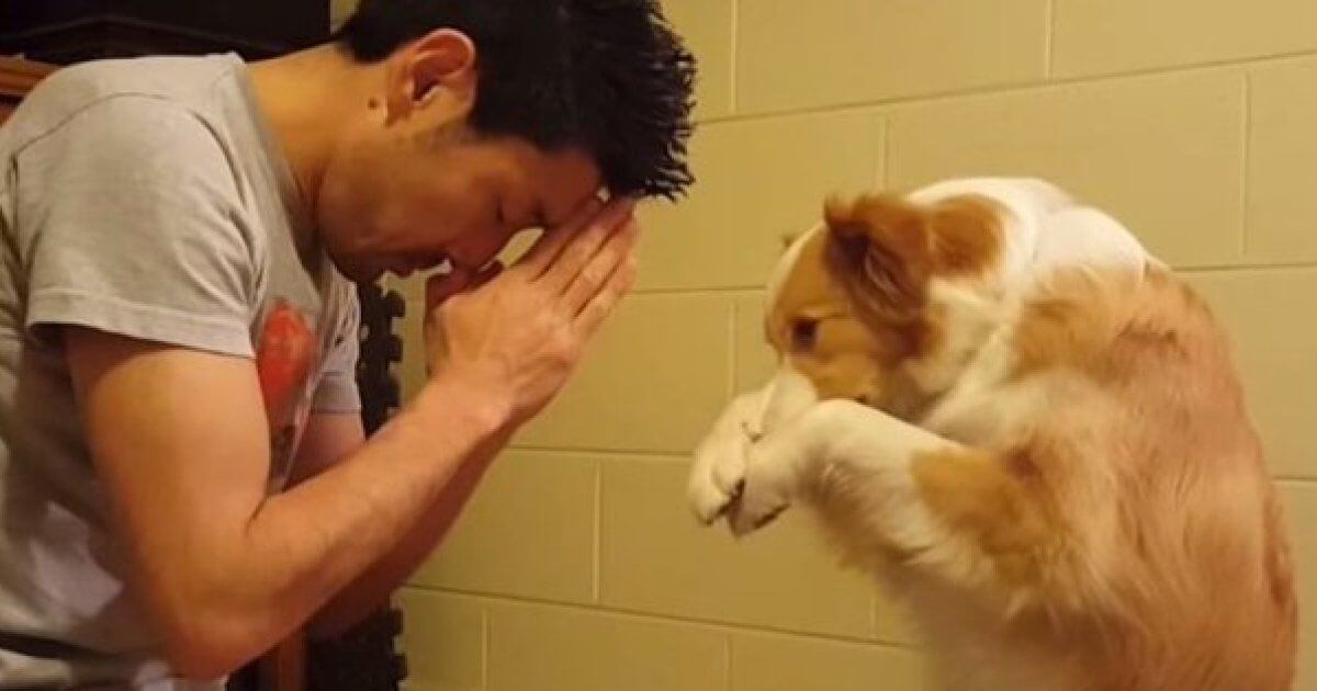 5-clipes-de-cães-orando-antes-de-comer-que-vão-derreter-o-seu-coração