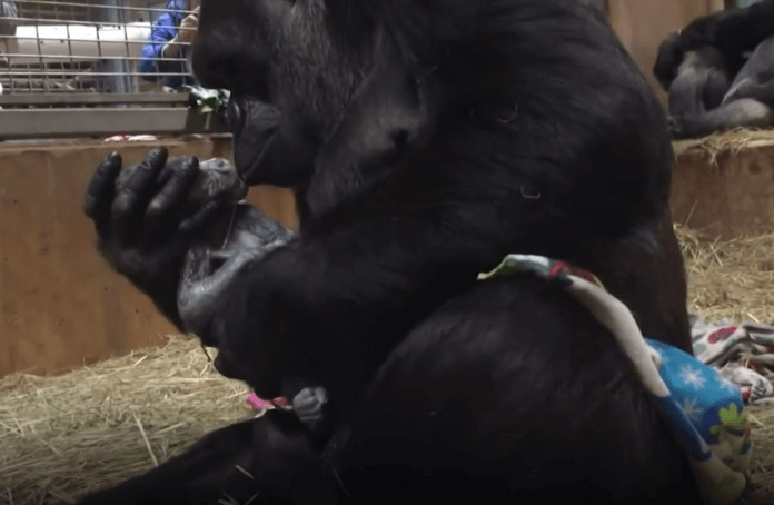Após dar a luz, mamãe gorila beija seu filho e prova que gorilas possuem vínculos fortes de amor