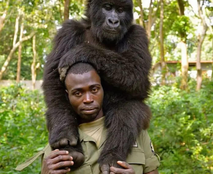 seuamigoguru.com - Gorilas posam para selfie com protetores no Congo