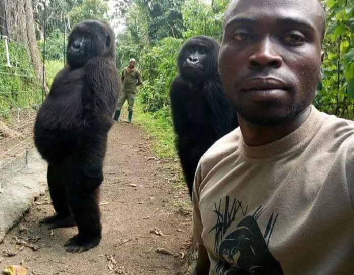 Gorilas posam para selfie com protetores no Congo