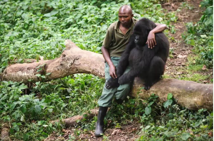 seuamigoguru.com - Gorilas posam para selfie com protetores no Congo