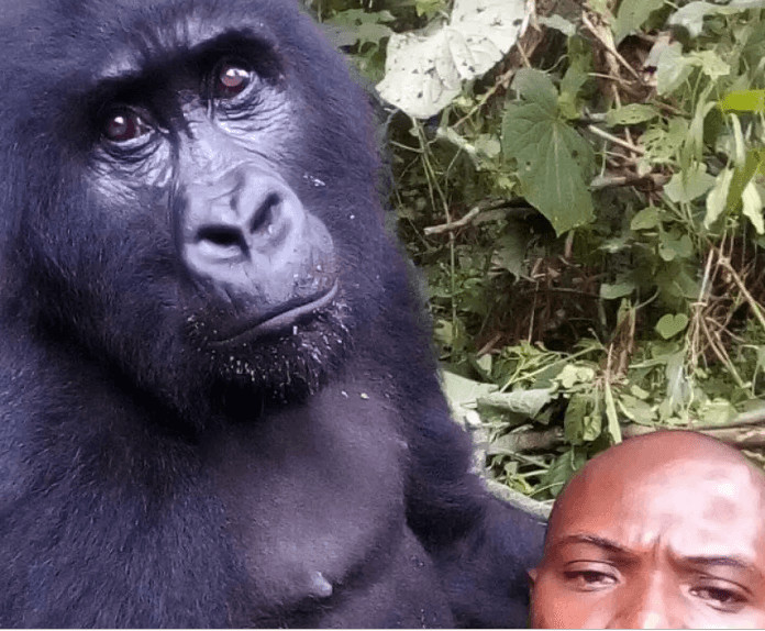 seuamigoguru.com - Gorilas posam para selfie com protetores no Congo