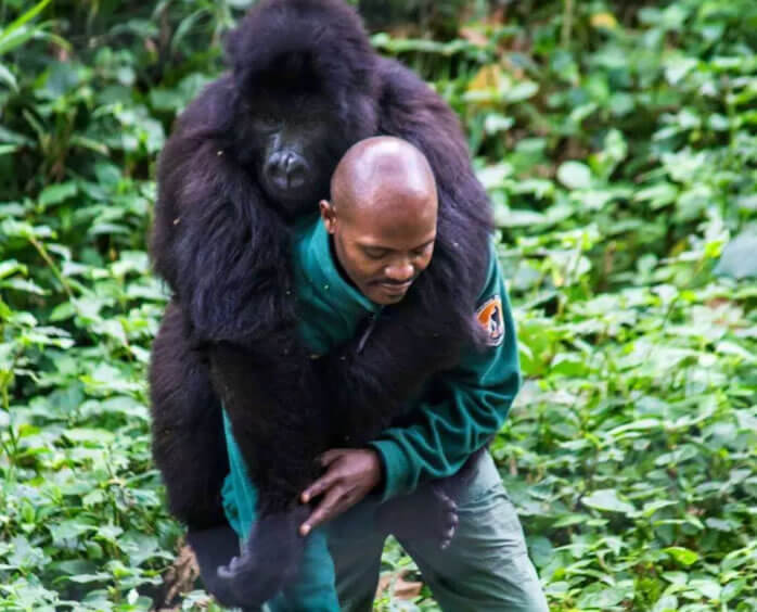 seuamigoguru.com - Gorilas posam para selfie com protetores no Congo