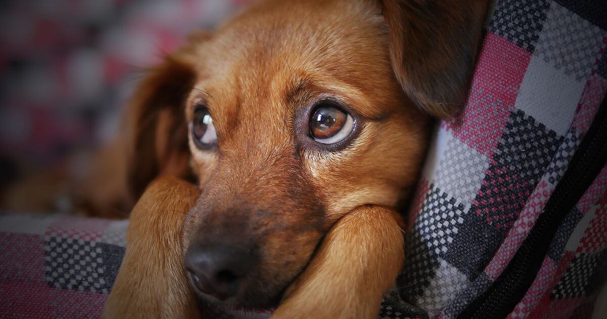 seuamigoguru.com - Quem tem um cachorro em sua vida tem um tesouro