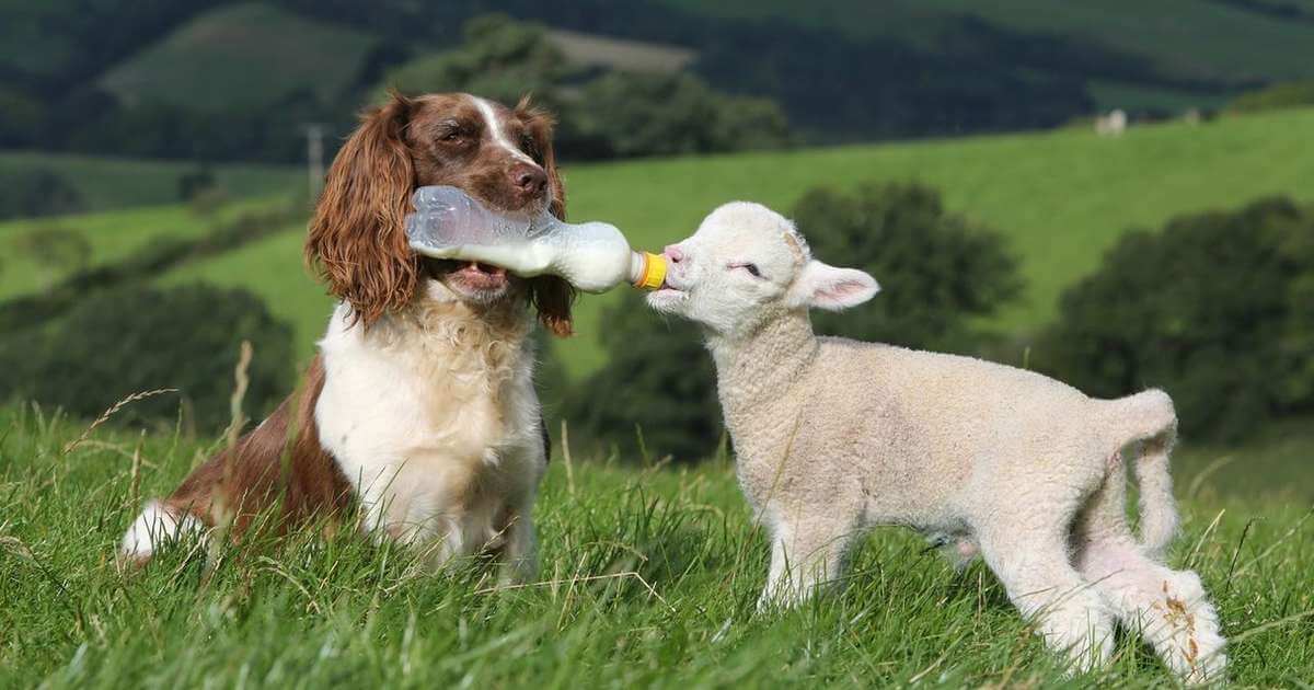 seuamigoguru.com - Cães precisam de amigos como os humanos, diz estudo