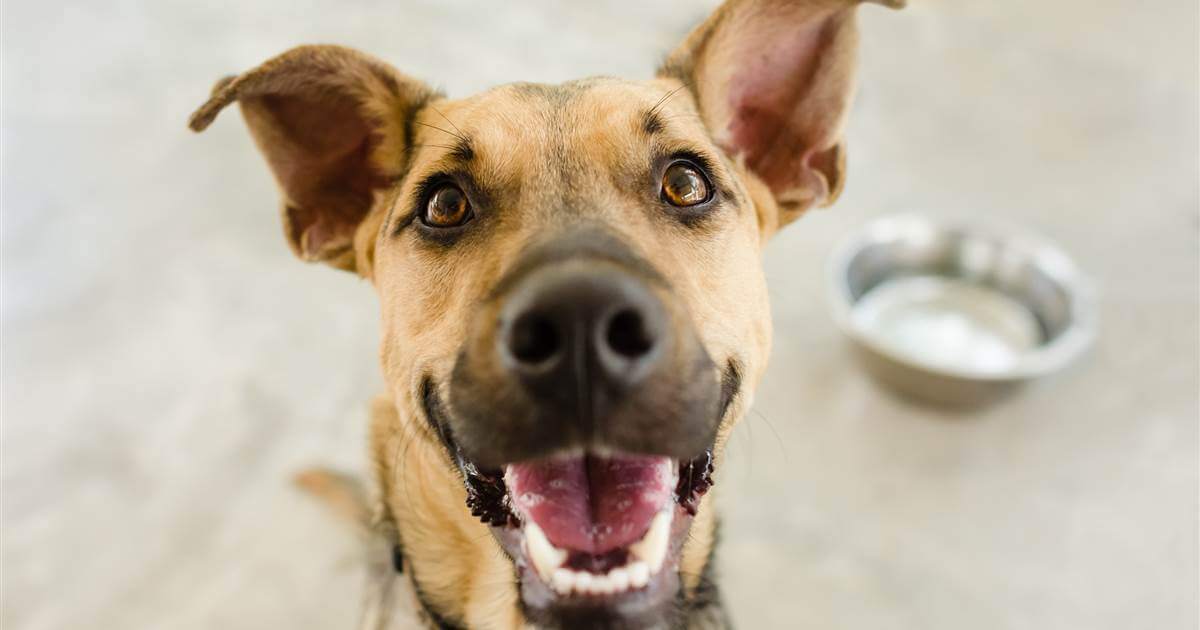 seuamigoguru.com - Cães precisam de amigos como os humanos, diz estudo