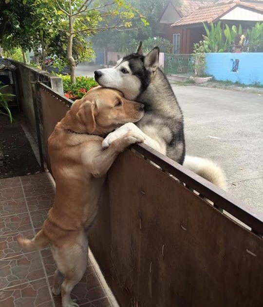 cao-foge-de-casa-para-abraçar-amigo