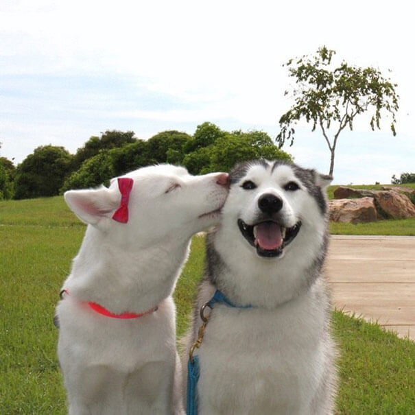 seuamigoguru.com - Cães precisam de amigos como os humanos, diz estudo