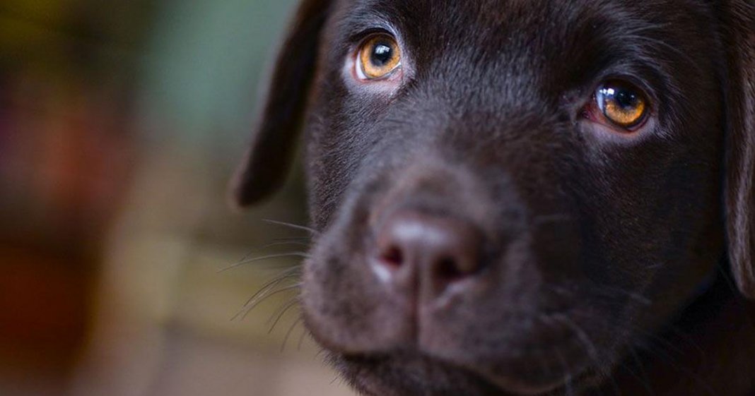 Empresa transforma cinzas de cães em réplicas de patas de vidro para que o dono possa guardar para sempre.