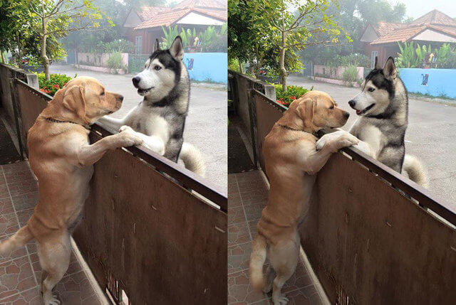 Cão sai de casa todos os dias para visitar melhor amigo que passa os dias sozinho.