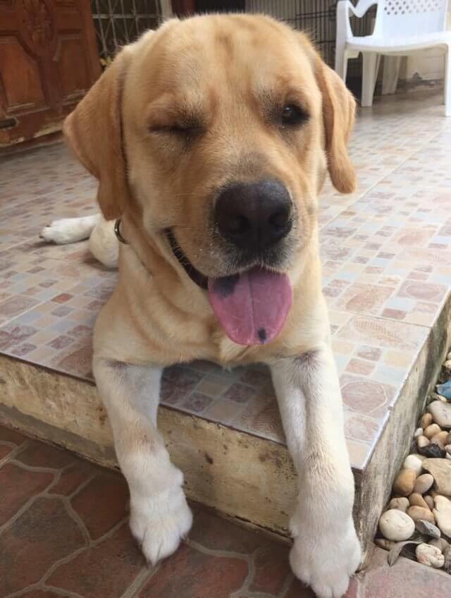 seuamigoguru.com - Cão sai de casa todos os dias para visitar melhor amigo que passa os dias sozinho.