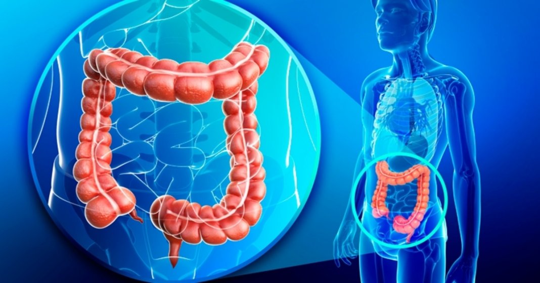 Estudo relaciona estresse diário e bactérias intestinais, ao aumento de doenças autoimunes