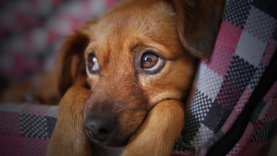 Meu cachorro não é um animal de estimação, é minha família