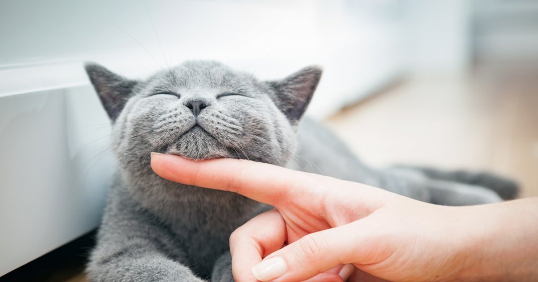 Ter um gato reduz o estresse? A ciência diz que um amigo felino pode definitivamente ajudá-lo a relaxar!