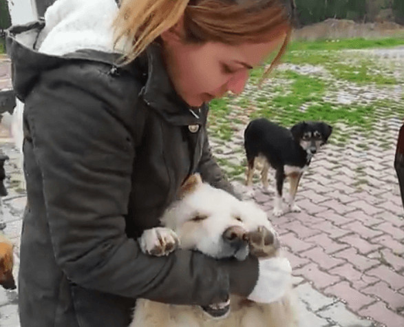 seuamigoguru.com - Ela gastou até seu último centavo para ajudar os cães de rua!