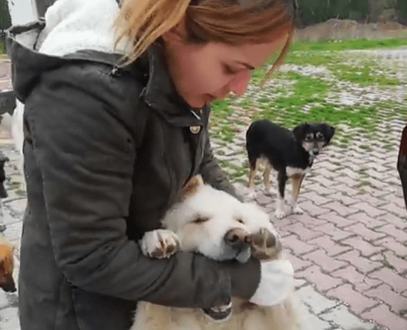 seuamigoguru.com - Ela gastou até seu último centavo para ajudar os cães de rua!