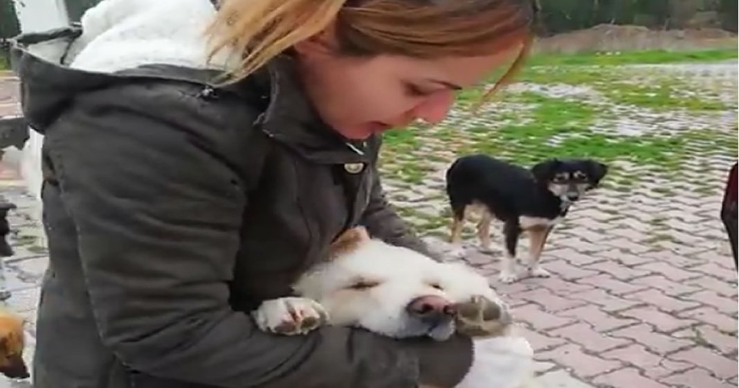 Ela gastou até seu último centavo para ajudar os cães de rua!