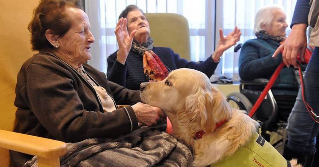 Cães resgatados de abusos são terapeutas de idosos em asilo! Eles acalmam a dor da solidão com abraços!