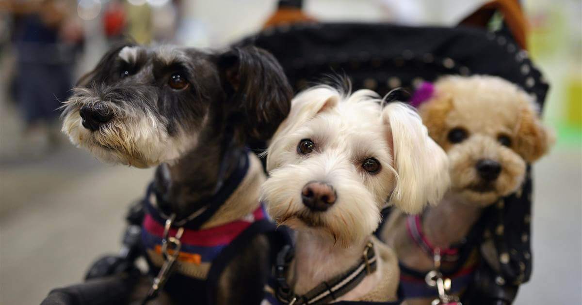 nao-seria-otimo-ser-o-cachorro-de-uma-familia-rica