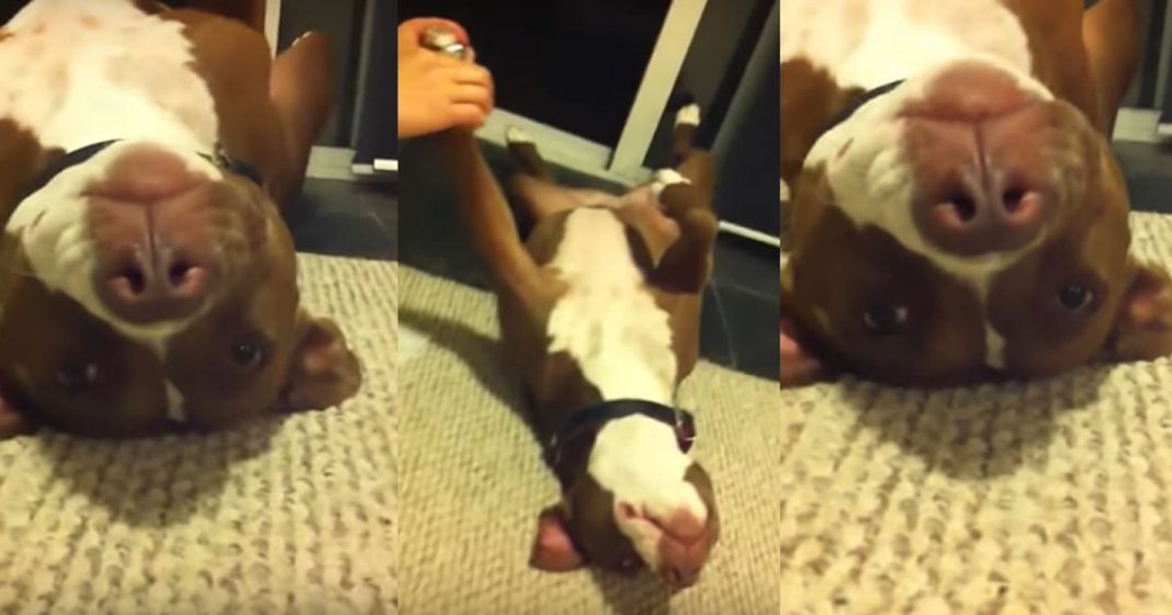 Pitbull não quer cortar as unhas e finge desmaiar. Se joga no chão e faz a maior cena!