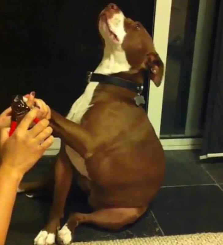 seuamigoguru.com - Pitbull não quer cortar as unhas e finge desmaiar. Se joga no chão e faz a maior cena!