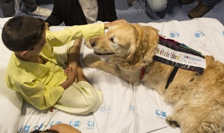 seuamigoguru.com - Cães resgatados de abusos são terapeutas de idosos em asilo! Eles acalmam a dor da solidão com abraços!