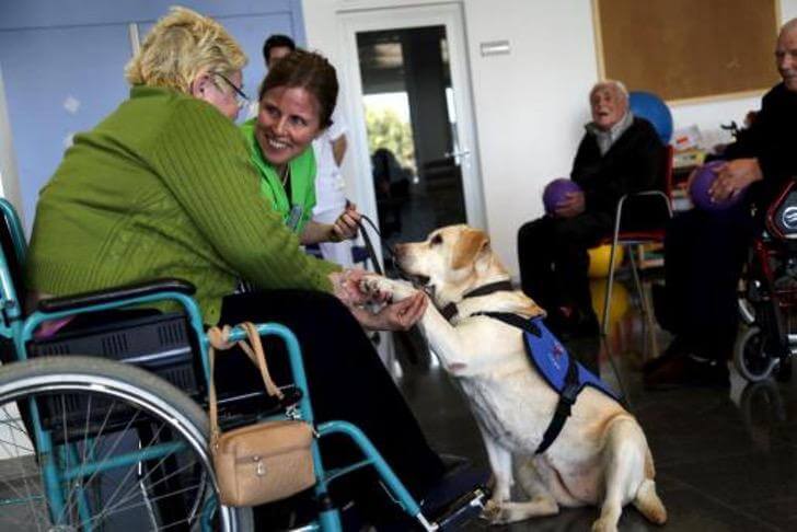 seuamigoguru.com - Cães resgatados de abusos são terapeutas de idosos em asilo! Eles acalmam a dor da solidão com abraços!