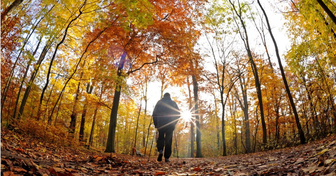 Sons da floresta ajudam a relaxar mais do que aplicativos de meditação, diz estudo