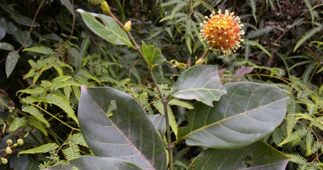 Cientistas brasileiros descobrem que a planta “unha de gato” pode combater tumores!