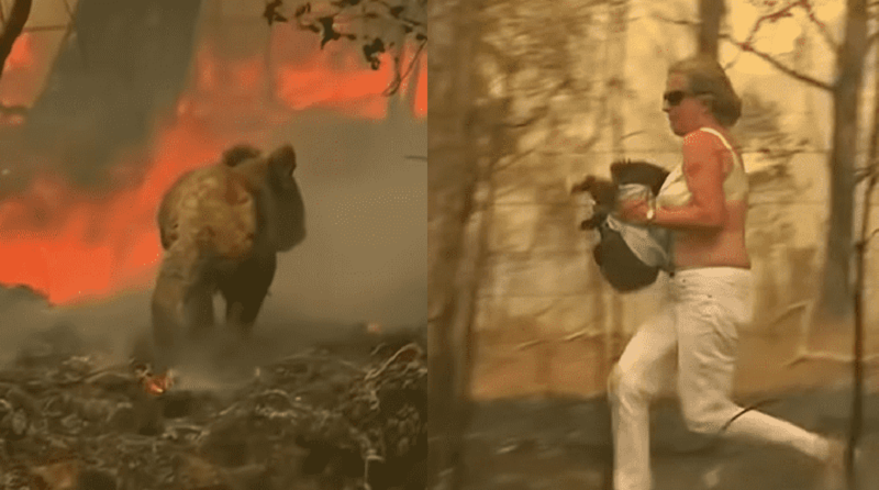 seuamigoguru.com - Coala resgatado em incêndio que emocionou o mundo, passa bem e se reencontra com a salvadora no hospital