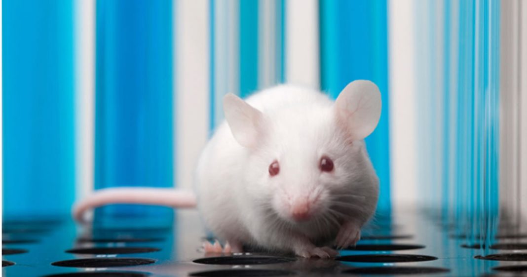 Fim dos testes em animais: Cientistas descobrem novo método para testar neurotoxinas mortais