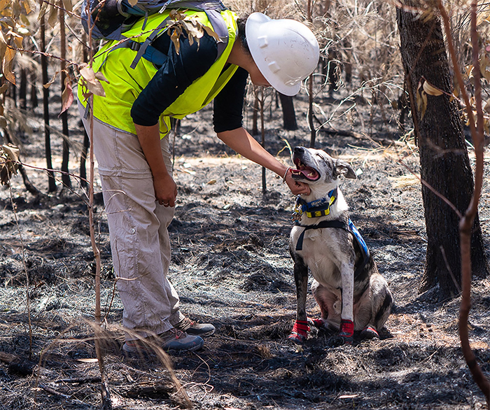 seuamigoguru.com - Conheça o cão herói responsável por encontrar os últimos coalas sobreviventes dos incêndios florestais na Austrália