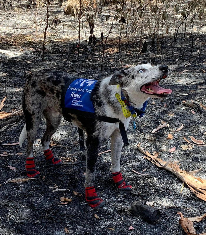 seuamigoguru.com - Conheça o cão herói responsável por encontrar os últimos coalas sobreviventes dos incêndios florestais na Austrália