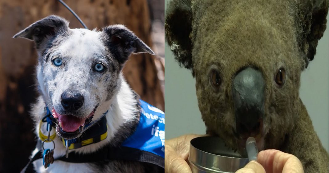 Conheça o cão herói responsável por encontrar os últimos coalas sobreviventes dos incêndios florestais na Austrália