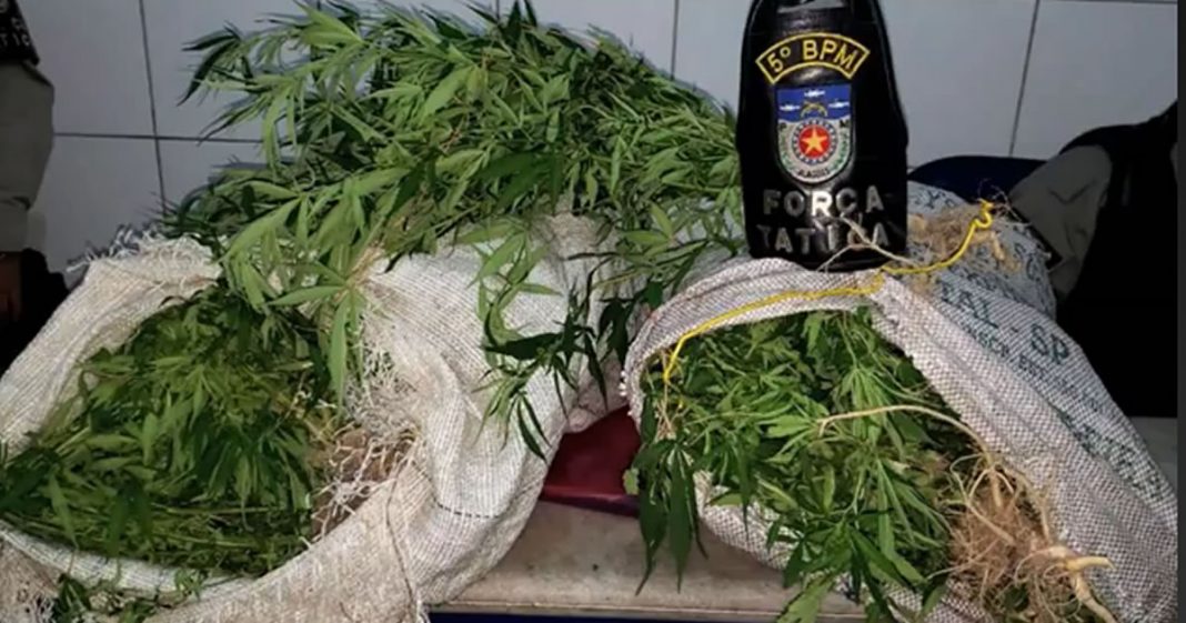 Igreja em Alagoas que fornecia maconha aos fiéis é fechada pela PM