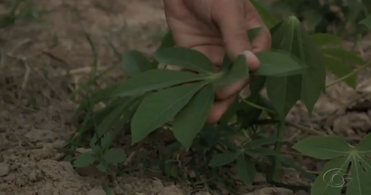 seuamigoguru.com - Igreja em Alagoas que fornecia maconha aos fiéis é fechada pela PM