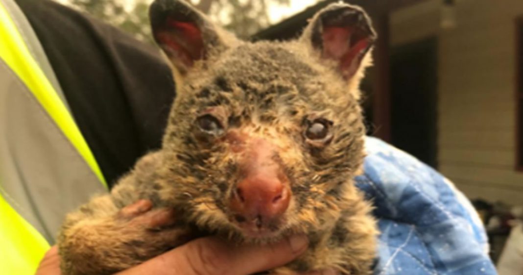 500 milhões de animais foram mortos com incêndios na Austrália que criam fumaça “apocalíptica” maiores do que a Europa