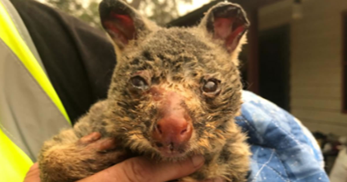 seuamigoguru.com - 500 milhões de animais foram mortos com incêndios na Austrália que criam fumaça "apocalíptica" maiores do que a Europa