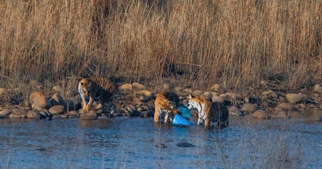 A triste imagem de tigres tentando comer plástico confirma os danos humanos.