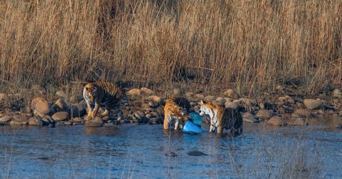 seuamigoguru.com - A triste imagem de tigres tentando comer plástico confirma os danos humanos.