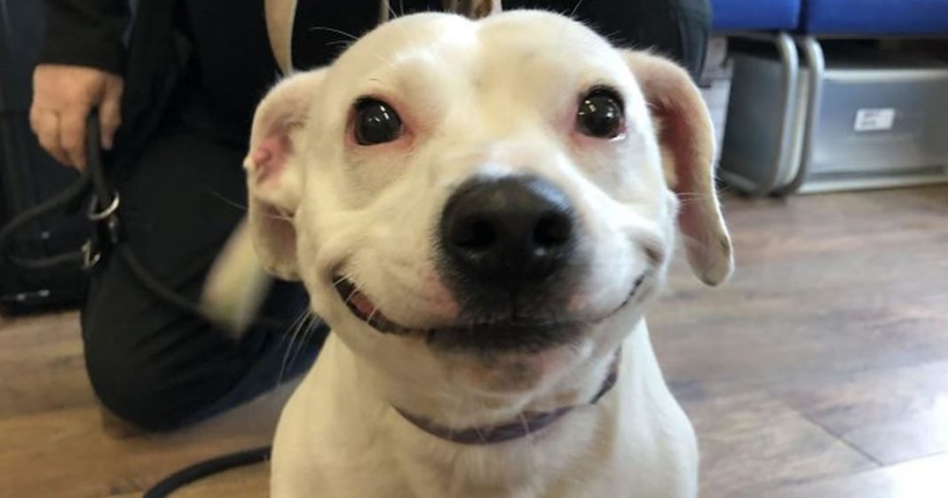 Cãozinho abandonado conquista a todos com o seu sorriso e é adotado!