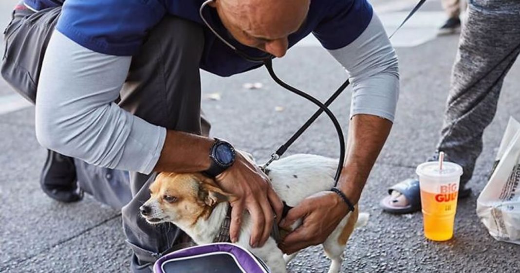 Veterinário dedica seu tempo livre aos animais de rua e atende de graça