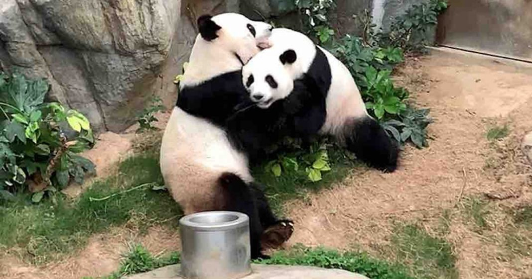 Após 13 anos tentando,com o zoo fechado devido a pandemia,pandas finalmente acasalaram!