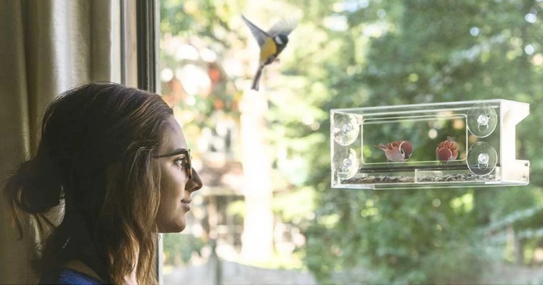 Observar pássaros perto de sua casa melhora a sua saúde mental, diz estudo
